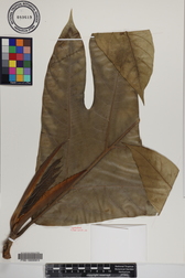 Artocarpus altilis x mariannensis 'Yap'