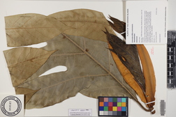 Artocarpus altilis x mariannensis 'Meinpohnsakar'