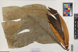 Artocarpus altilis x mariannensis 'Meinpohnsakar'