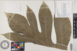 Artocarpus altilis x mariannensis 'Meinpohnsakar'