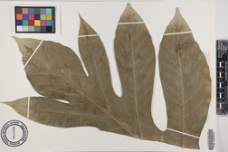 Artocarpus altilis x mariannensis 'Meinpohnsakar'