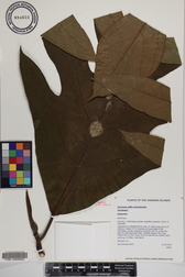 Artocarpus altilis x mariannensis 'Ulu Hamoa'