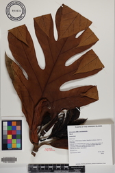 Artocarpus altilis x mariannensis 'Mei 1'