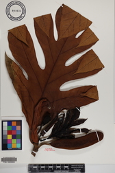 Artocarpus altilis x mariannensis 'Mei 1'