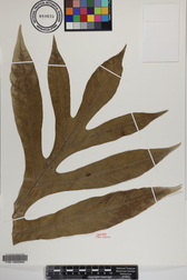 Artocarpus altilis x mariannensis 'Yuley'