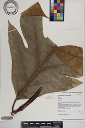 Artocarpus altilis x mariannensis 'Mei 2'
