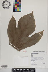 Artocarpus altilis x mariannensis 'Mei 2'