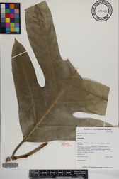 Artocarpus altilis x mariannensis 'Ulu afa'