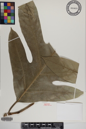 Artocarpus altilis x mariannensis 'Ulu afa'