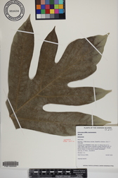 Artocarpus altilis x mariannensis 'Ulu afa'