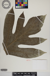 Artocarpus altilis x mariannensis 'Ulu afa'