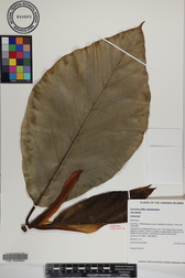 Artocarpus altilis x mariannensis 'Mei chocho'