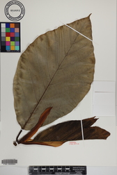 Artocarpus altilis x mariannensis 'Mei chocho'