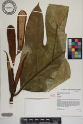 Artocarpus altilis x mariannensis 'Faine'