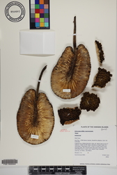 Artocarpus altilis x mariannensis 'Faine'