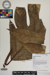 Artocarpus altilis x mariannensis 'Sewan'