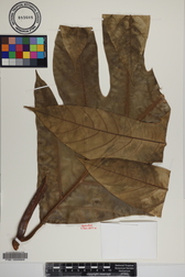 Artocarpus altilis x mariannensis 'Sewan'