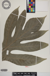 Artocarpus altilis x mariannensis 'Nahnmwal'