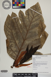 Artocarpus altilis x mariannensis 'Ulu afa'