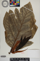 Artocarpus altilis x mariannensis 'Ulu afa'