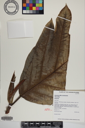 Artocarpus altilis x mariannensis 'Ulu afa Elise'