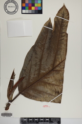 Artocarpus altilis x mariannensis 'Ulu afa Elise'