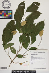 Millettia pinnata