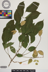 Millettia pinnata