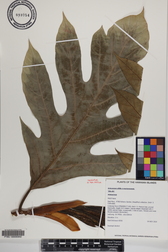 Artocarpus altilis x mariannensis 'Ulu afa'