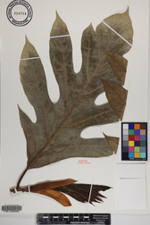 Artocarpus altilis x mariannensis 'Ulu afa'