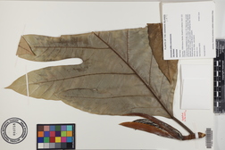 Artocarpus altilis x mariannensis 'Ulu Hamoa'