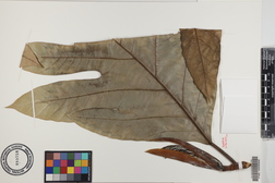 Artocarpus altilis x mariannensis 'Ulu Hamoa'