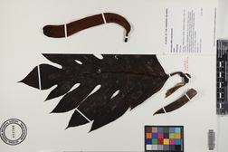 Artocarpus altilis x mariannensis 'Lipet'