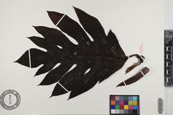 Artocarpus altilis x mariannensis 'Lipet'