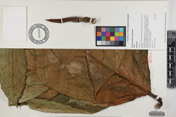 Artocarpus altilis x mariannensis 'Lipet'