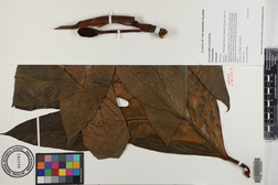 Artocarpus altilis x mariannensis 'Meinpohnsakar'