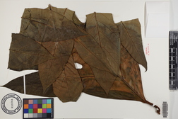 Artocarpus altilis x mariannensis 'Meinpohnsakar'