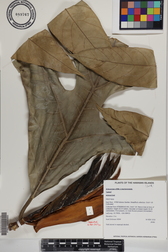 Artocarpus altilis x mariannensis 'Lemai'