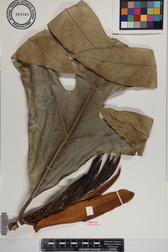 Artocarpus altilis x mariannensis 'Lemai'