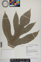 Artocarpus altilis x mariannensis 'Lemai'