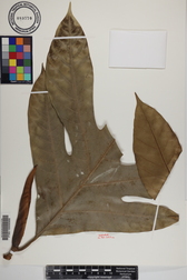 Artocarpus altilis x mariannensis 'Te bukiraro'