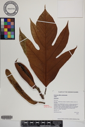 Artocarpus altilis x mariannensis 'Luthar'