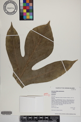 Artocarpus altilis x mariannensis 'Te bukiraro'