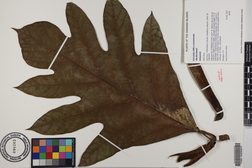 Artocarpus altilis x mariannensis 'Ulu Afa Hamoa'