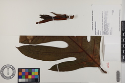 Artocarpus altilis x mariannensis 'Mei 4'