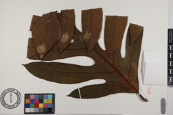 Artocarpus altilis x mariannensis 'Mei 4'