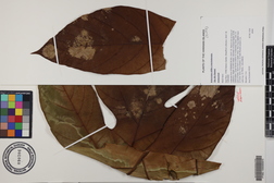 Artocarpus altilis x mariannensis 'Ulu Afa Hamoa'