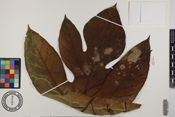 Artocarpus altilis x mariannensis 'Ulu Afa Hamoa'