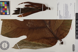 Artocarpus altilis x mariannensis 'Ulu Afa Hamoa'