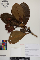 Fagraea ksid